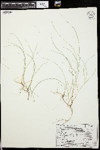 Carex disperma image