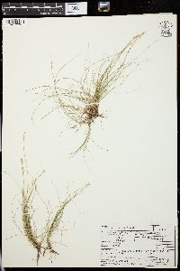 Carex eburnea image