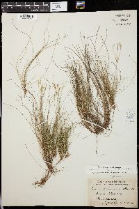 Carex eburnea image