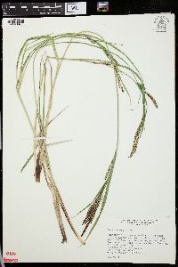 Carex emoryi image