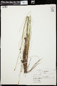 Carex exilis image