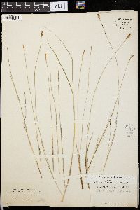 Carex exilis image