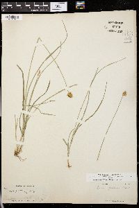 Carex festiva image