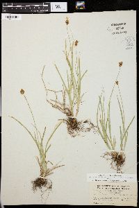 Carex festiva image