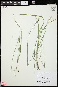 Carex festucacea image