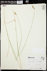 Carex festucacea image