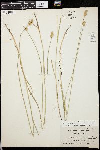 Carex festucacea image