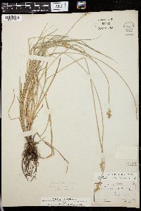 Carex festucacea image