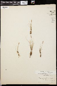 Carex filifolia image