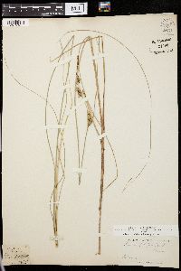 Carex filiformis image