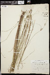 Carex filiformis image