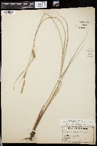 Carex filiformis image