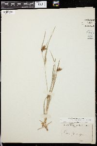 Carex flaccosperma image