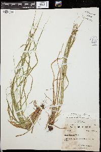 Carex flexuosa image