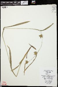 Carex folliculata image