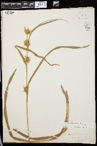 Carex folliculata image