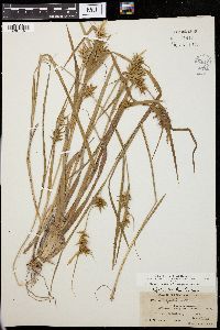 Carex folliculata image