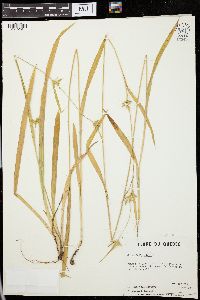 Carex folliculata image