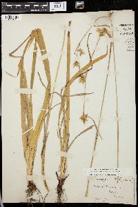 Carex folliculata image