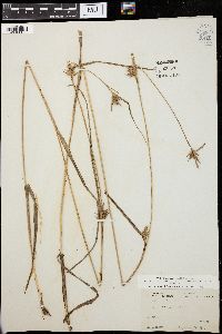 Carex folliculata image