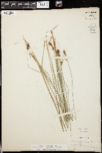 Carex nigra image