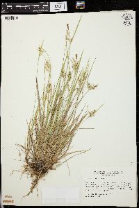 Carex garberi image