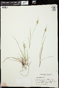 Carex garberi image