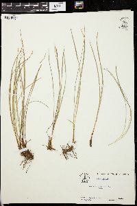 Carex geyeri image