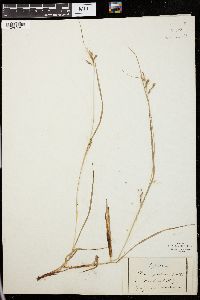 Carex venusta image