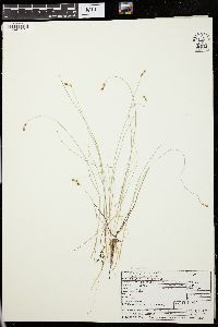 Carex glareosa image