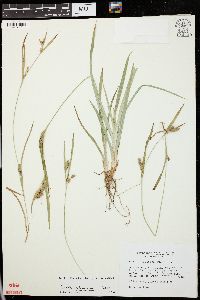 Carex glaucodea image