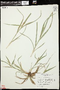 Carex glaucodea image