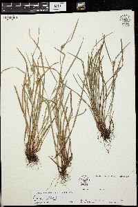 Carex godfreyi image