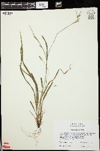 Carex gracilescens image