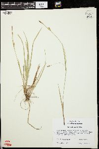 Carex gracilescens image