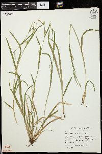 Carex gracilescens image