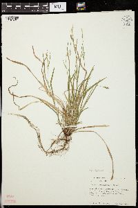 Carex gracilescens image