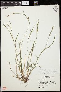 Carex gracilescens image