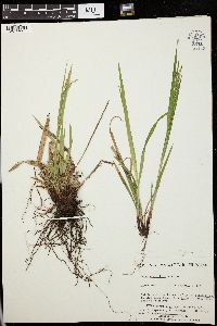 Carex prasina image