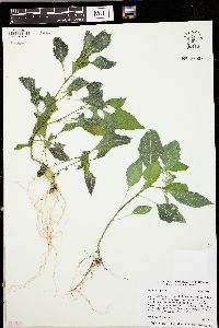 Solanum nigrum image