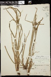 Carex grayi image