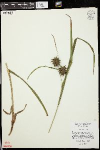 Carex grayi image