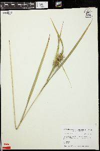 Carex grayi image