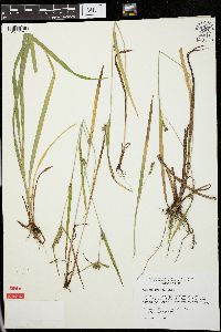 Carex grisea image