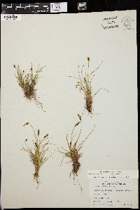 Carex hepburnii image