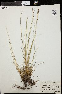 Carex hindsii image