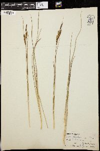 Carex hindsii image