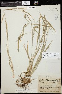 Carex grisea image