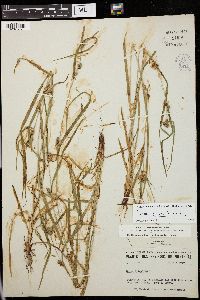 Carex grisea image