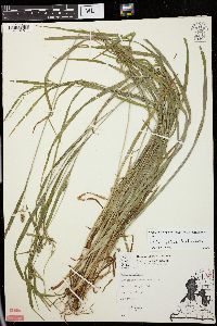 Carex grisea image